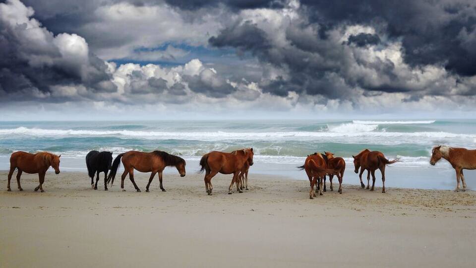 A beach with horses walking along the shore under a cloudy sky.