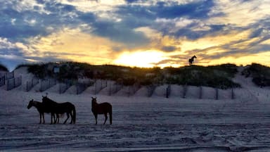 Uma praia com cavalos e um pôr do sol.