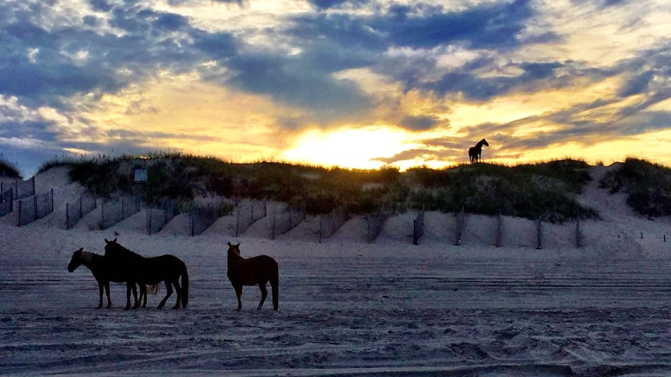 A beach with horses and a sunset.