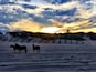 En strand med heste og en solnedgang.