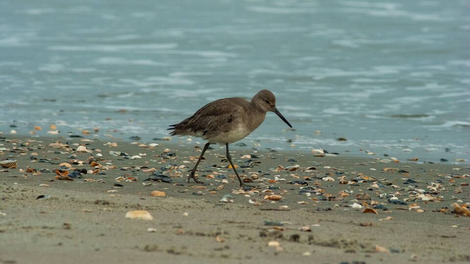 A bird walking on a beach with scattered shells.