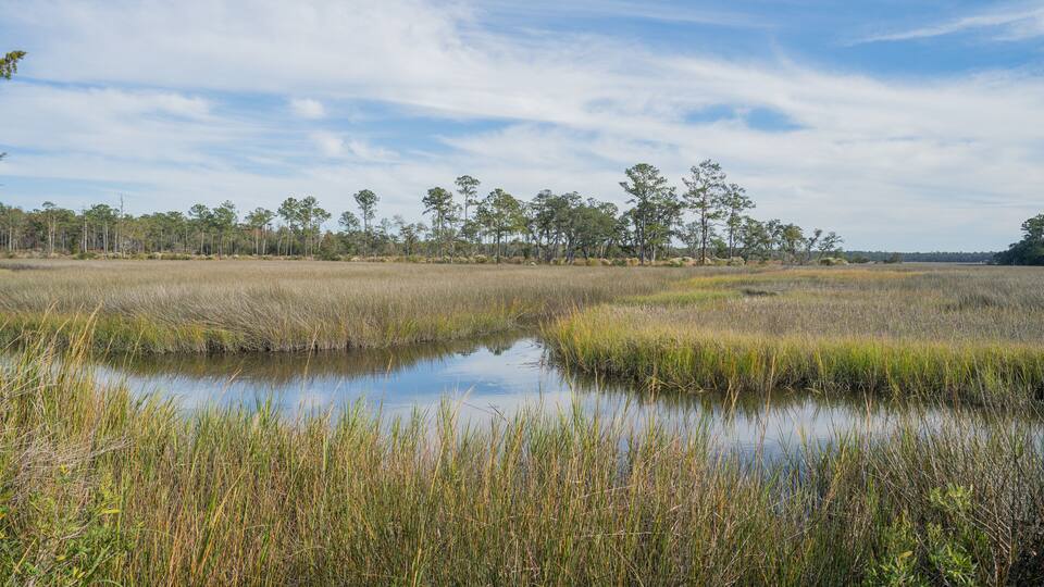 A marshland with water, tall grasses, and a line of trees under a partly cloudy sky.