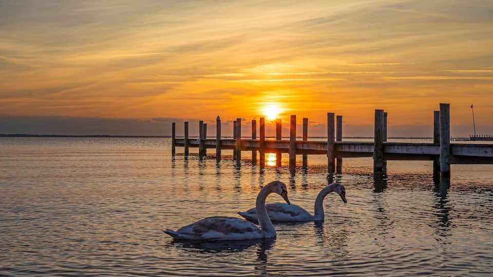 A sunset over a calm body of water with swans swimming and a pier extending into the water.