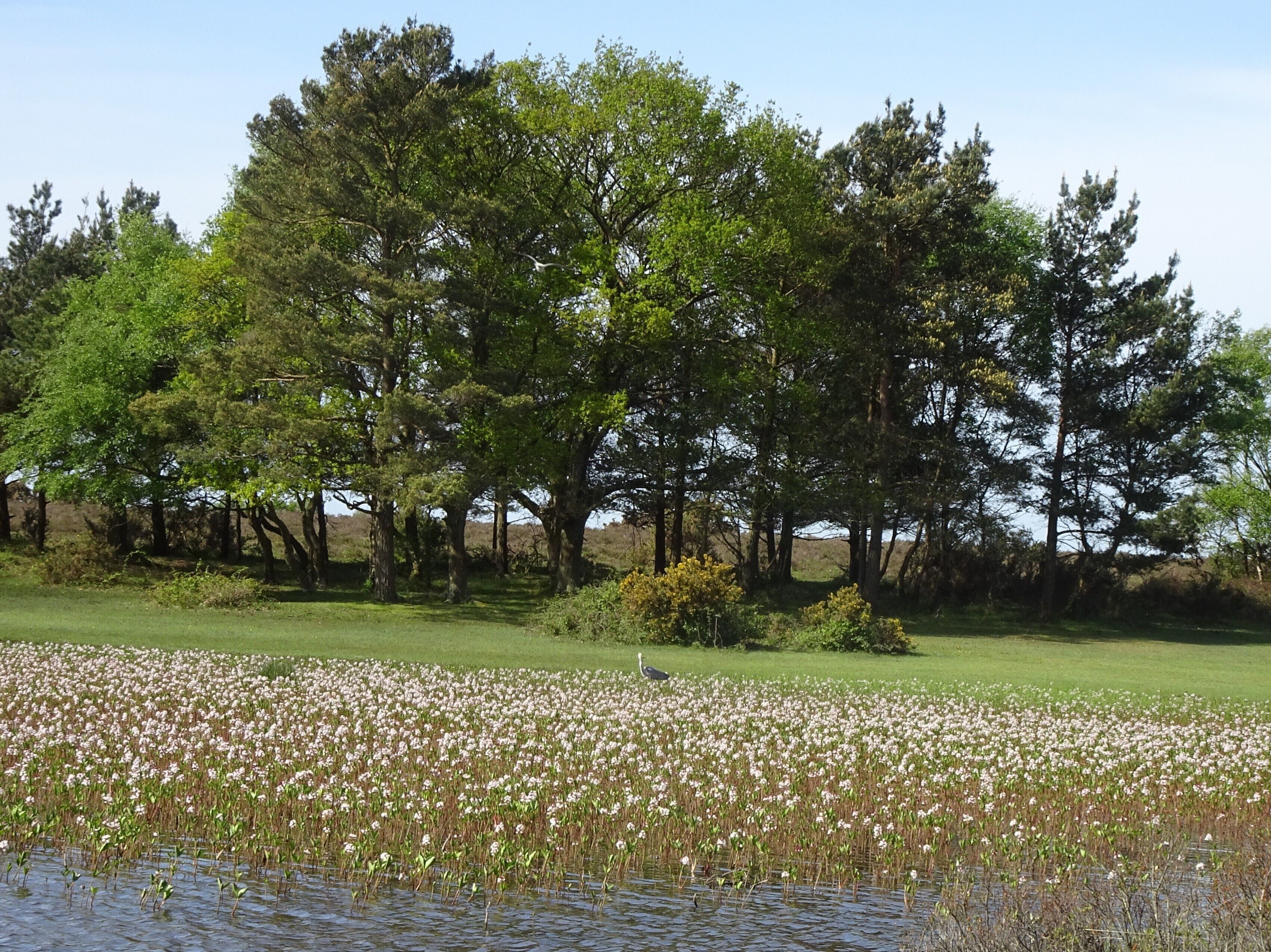 Created in the 18th century to provide power for an iron mill, Hatchet Pond today provides valuable habitats for wildlife as well as being a scenic backdrop for a picnic or wildlife watching.  #Nature