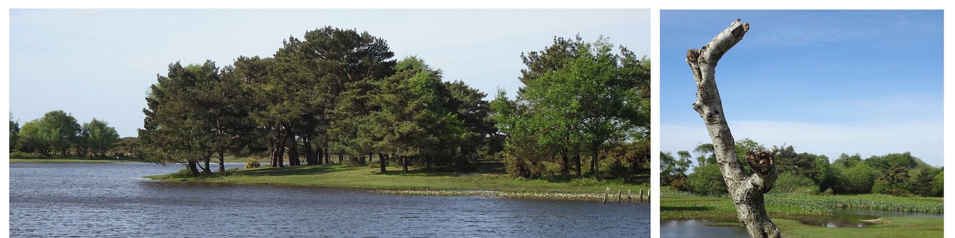 Hatchet Pond provides valuable habitats for wildlife and is a scenic backdrop for a picnic or wildlife watching.