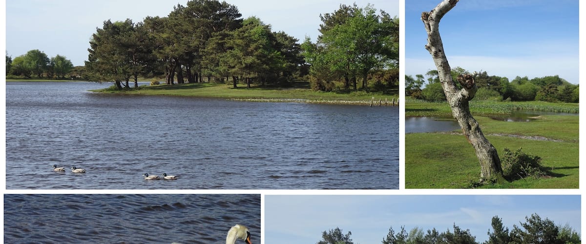 A lake with swans and ducks, a fallen tree, and a pond with water lilies.