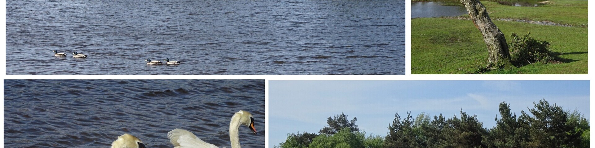 A lake with swans and ducks, a fallen tree, and a pond with water lilies.