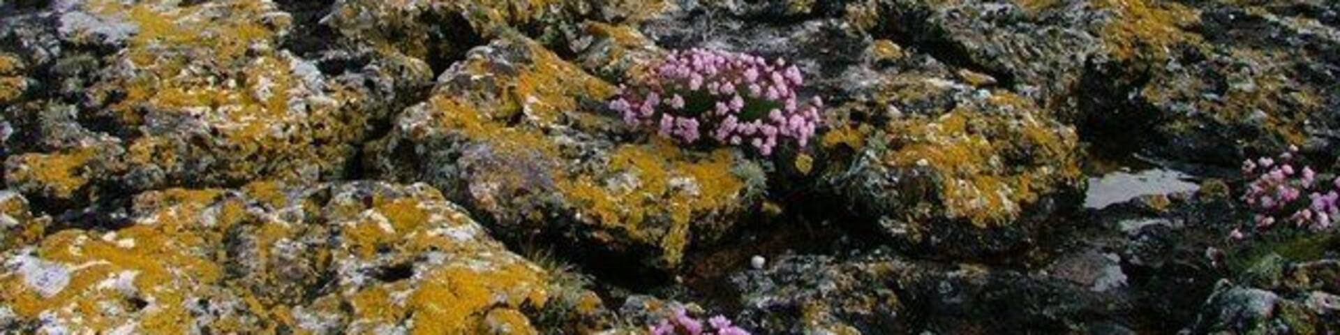 Sound of Mull, Thrift. The first ferry of the day leaving Craignure for Oban. With Thrift surviving in the tidal splash zone.