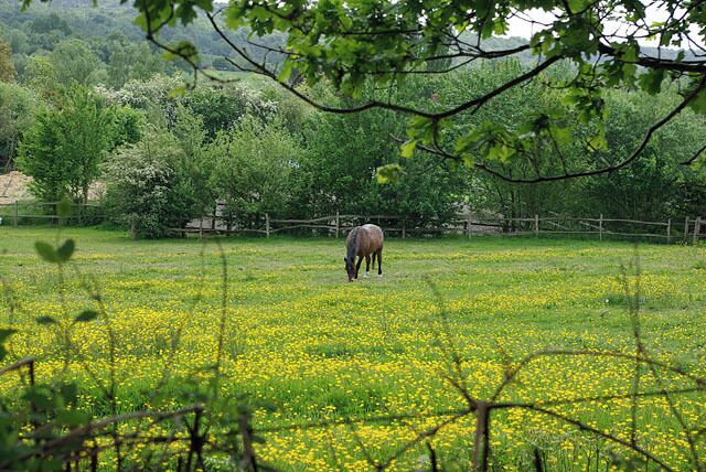 Horses don't eat buttercups Near Brambletye, seen from the Forest Way.