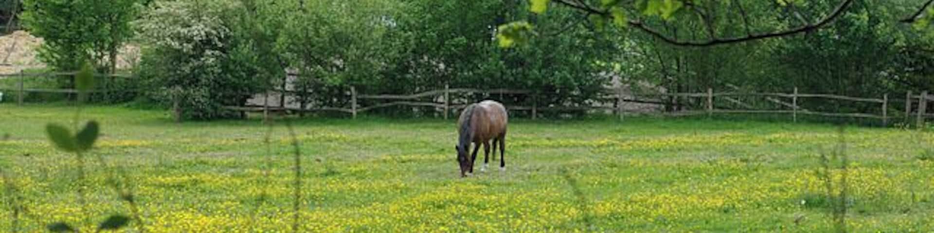 Horses don't eat buttercups Near Brambletye, seen from the Forest Way.