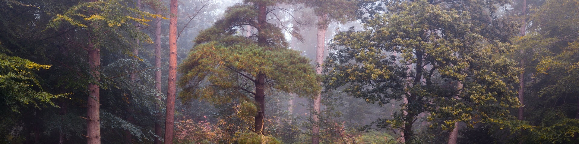 Misty woodland panorama in the Eden Valley, Cumbria, UK.