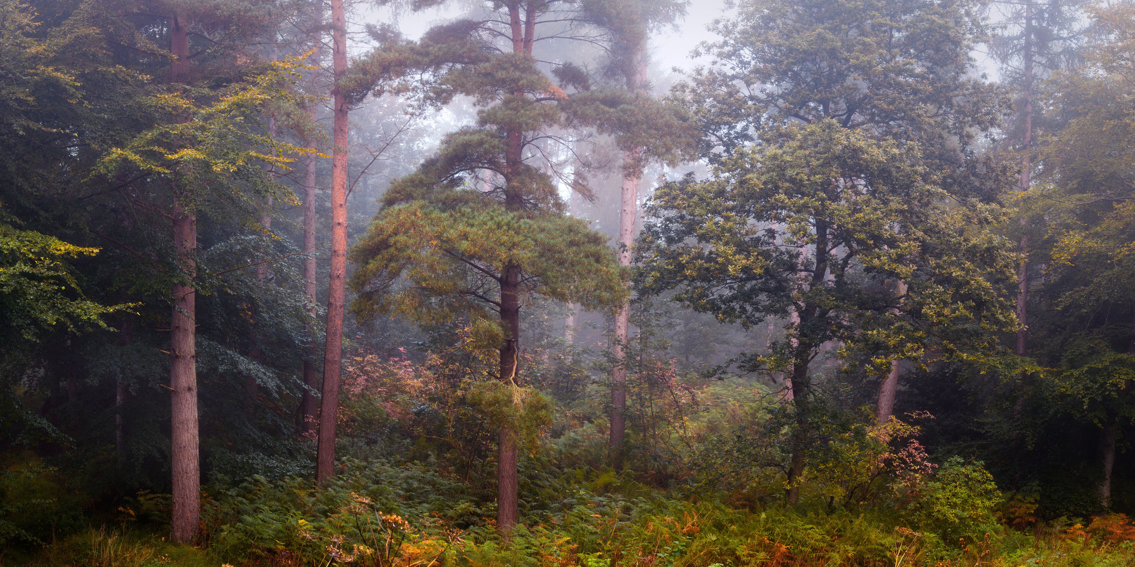 A dense forest with tall trees and a misty atmosphere.