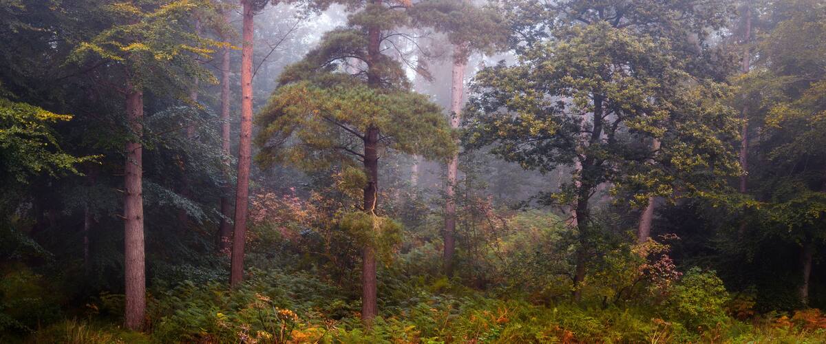 A dense forest with tall trees and a misty atmosphere.