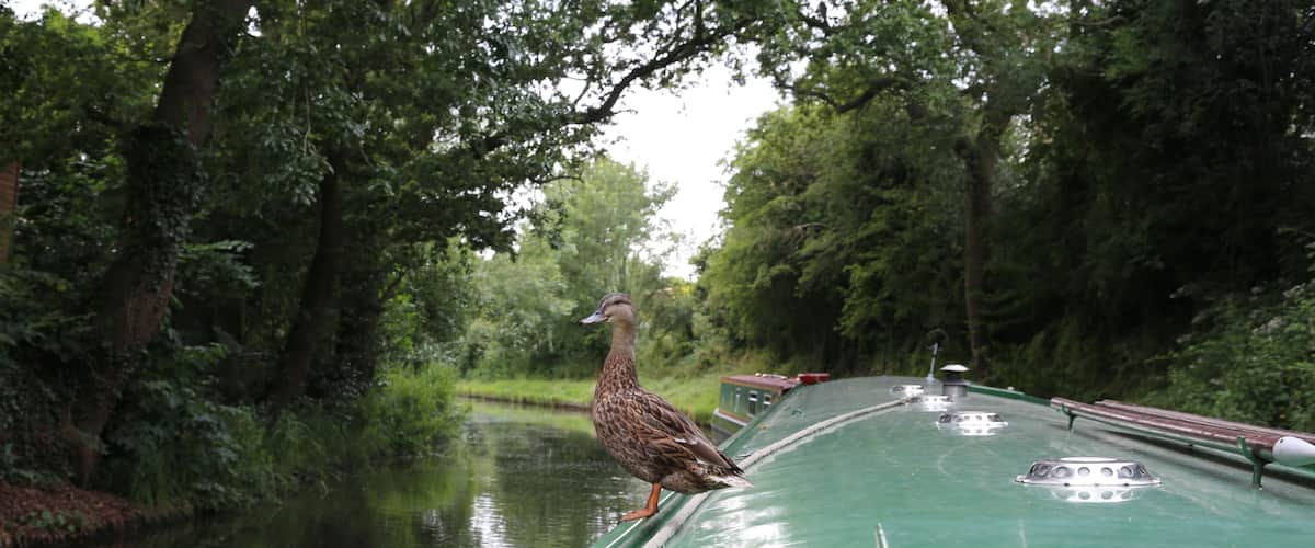 A duck standing on the side of a green boat in a river surrounded by trees.