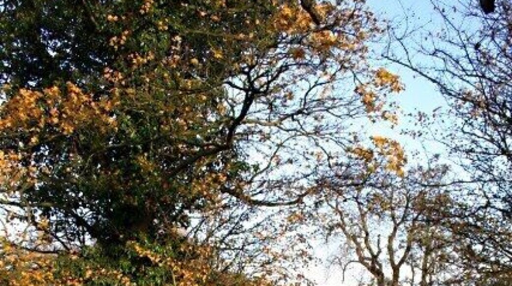 Footbridge near Salmonby Lake