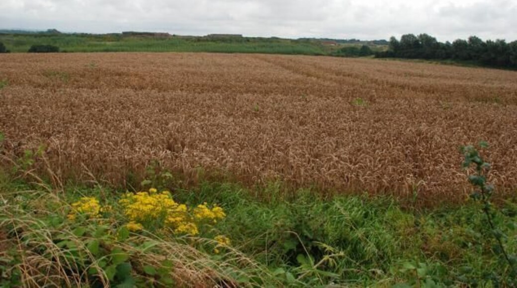 Field of Wheat A little bit of Ragwort in the foreground.