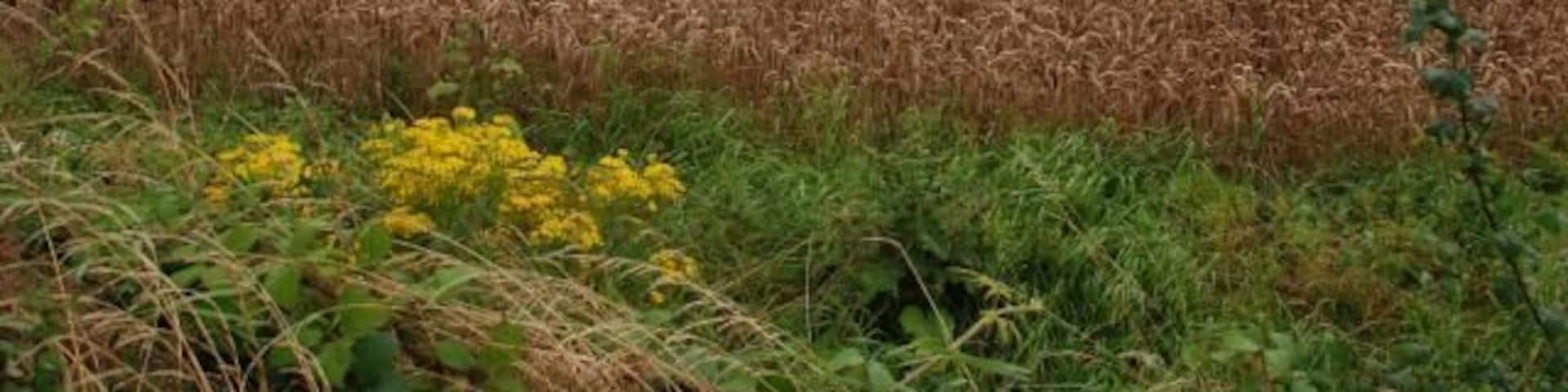 Field of Wheat A little bit of Ragwort in the foreground.
