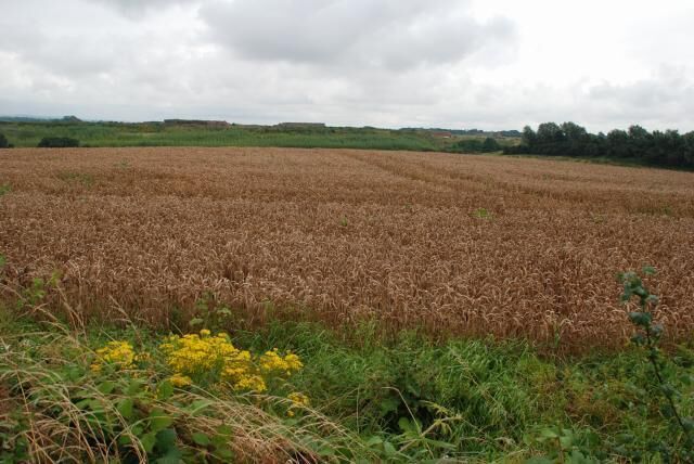 A wheat field with yellow flowers in the foreground and a cloudy sky.