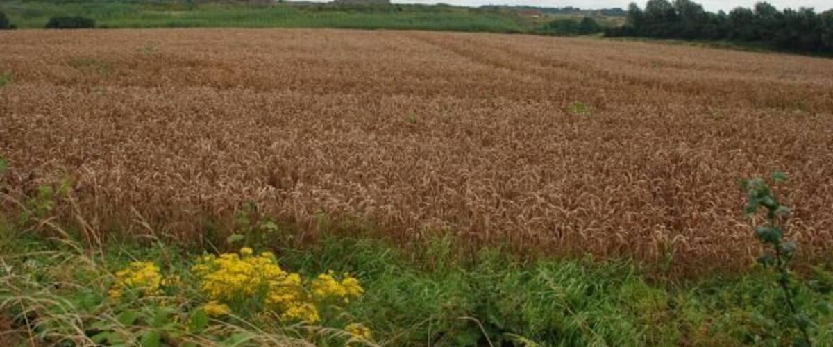 A wheat field with yellow flowers in the foreground and a cloudy sky.