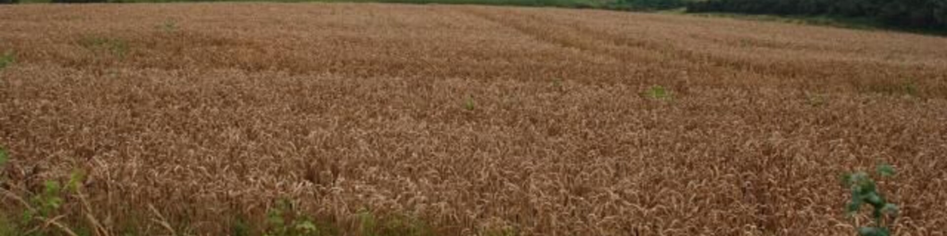 A wheat field with yellow flowers in the foreground and a cloudy sky.