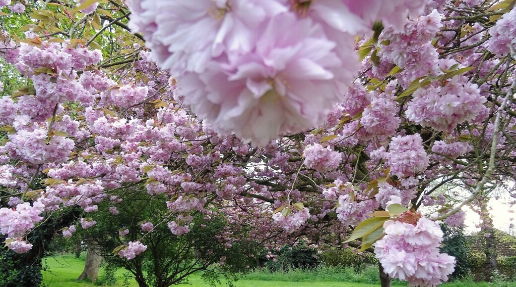 After posting a photo of the fields near my house it made me realise how little I appreciate the area I live in so I thought I'd share some more.
This is in a church yard where the church is actually now an antique shop full of interesting things
