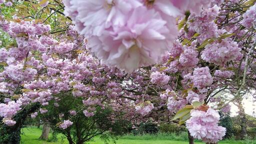 After posting a photo of the fields near my house it made me realise how little I appreciate the area I live in so I thought I'd share some more.
This is in a church yard where the church is actually now an antique shop full of interesting things