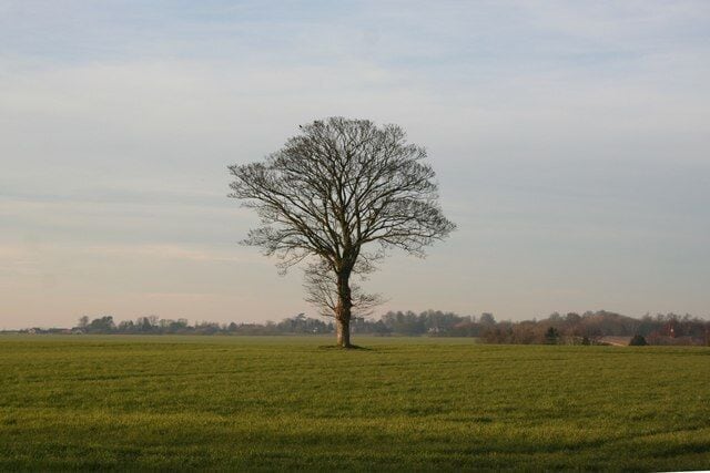 Lone tree Typical farmland view for this part of Lincolnshire, looking towards Edlington with the roof of Hollow Yard just visible on the right