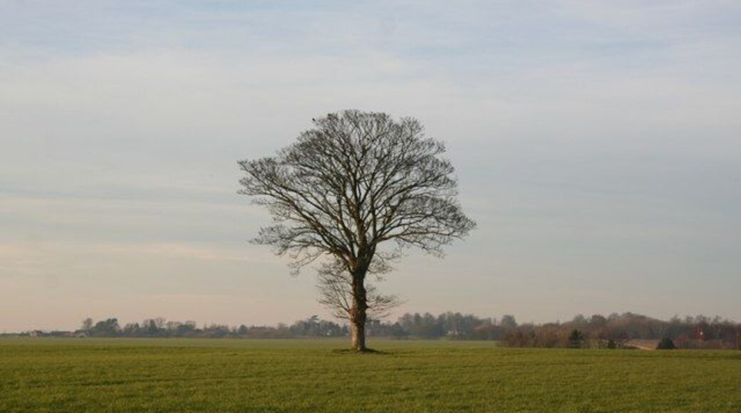 Lone tree Typical farmland view for this part of Lincolnshire, looking towards Edlington with the roof of Hollow Yard just visible on the right