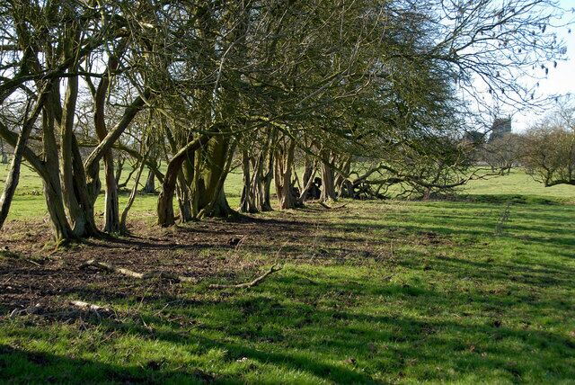 Overgrown hedgeline This line of trees follows the Roamn road into Tetford. It has clearly not been a hedge for a long time.