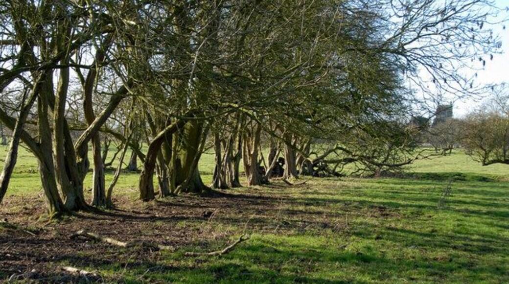 Overgrown hedgeline This line of trees follows the Roamn road into Tetford. It has clearly not been a hedge for a long time.