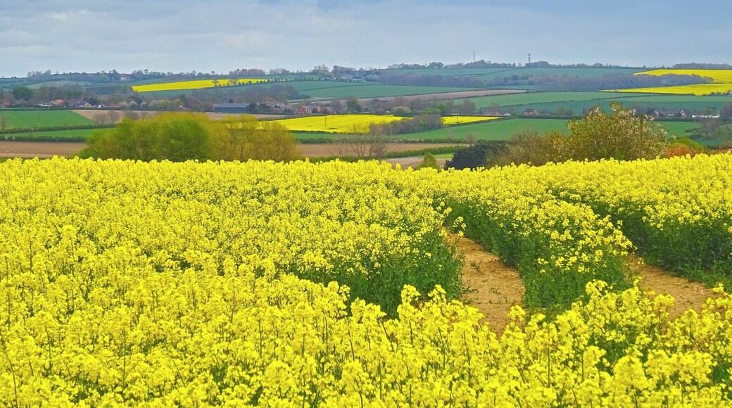 Took a little walk out into the countryside. I love this time of year- shame about the weather though!