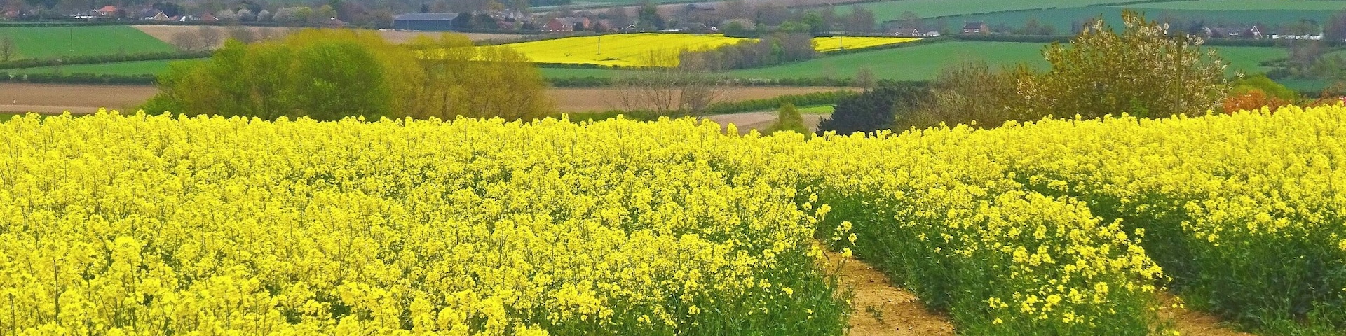 Um vasto campo de flores amarelas, provavelmente canola, com uma trilha de terra cortando-o. Ao fundo, colinas ondulantes com áreas de campos verdes e alguns edifícios esparsos.