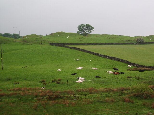 Cattle South west of St Catherine's Church