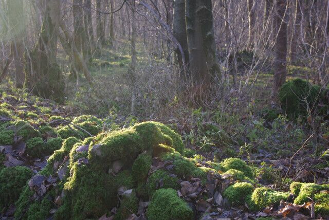 Larkrigg Spring Looking through the wood from the towpath of the long-abandoned Lancaster Canal.
