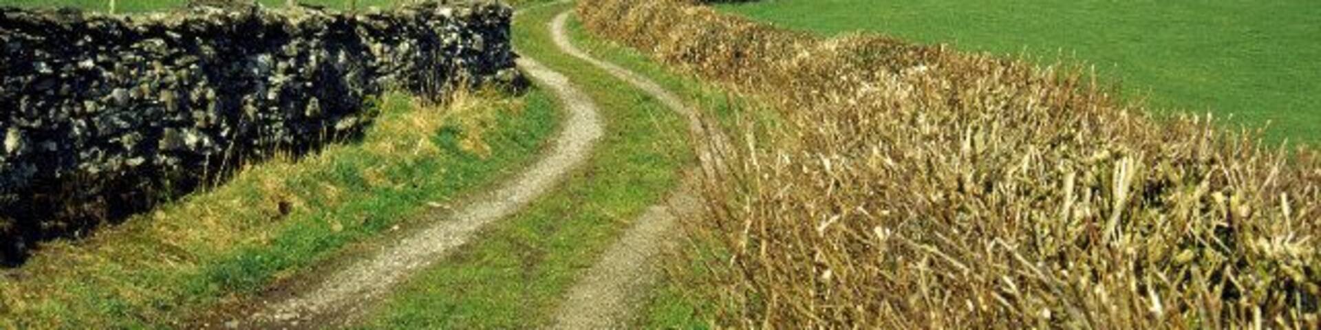A rural landscape with a winding dirt path, stone walls, and fields of crops.