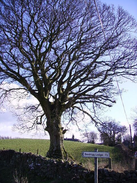 Tree Old Hutton. By the road to Bendrigg Lodge