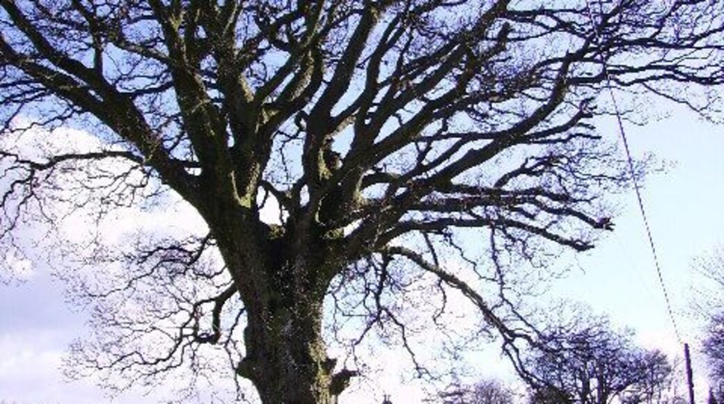 Tree Old Hutton. By the road to Bendrigg Lodge