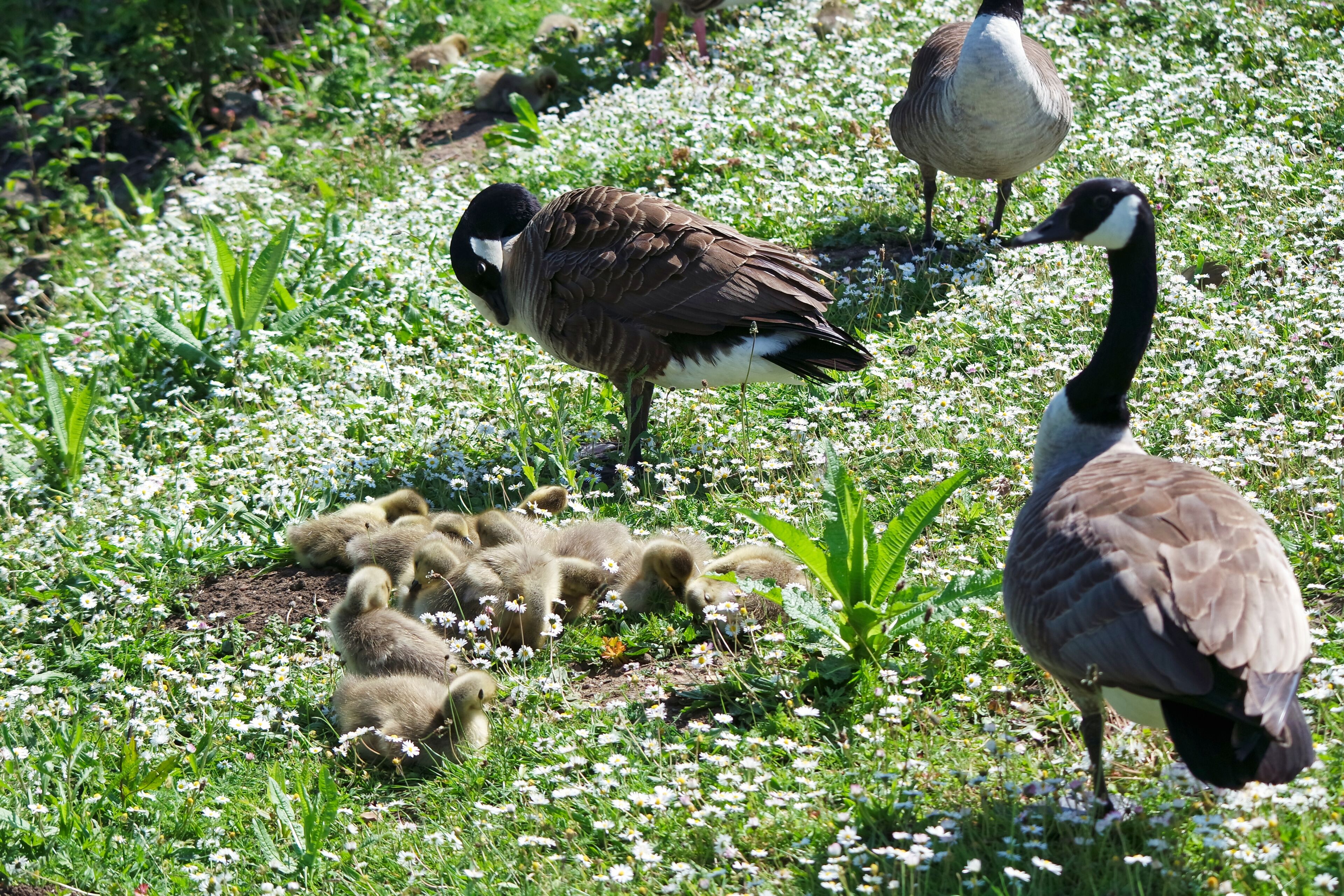 Cute Water Birds at Caldecotte Lake of Milton Keynes, England UK. Image Was Captured on May 21st, 2023
