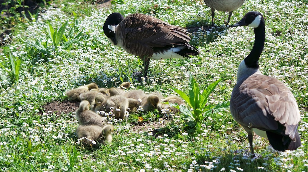 Cute Water Birds at Caldecotte Lake of Milton Keynes, England UK. Image Was Captured on May 21st, 2023