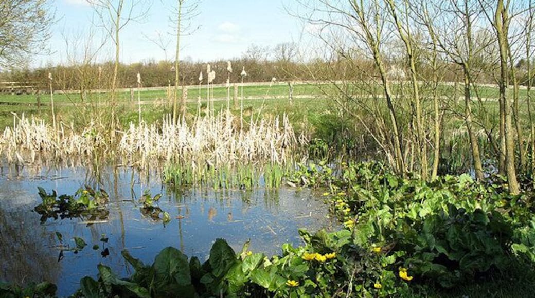 Pond near Bury Farm Marsh Marigold and dried reeds surround this small expanse of water. There were also some Mallard ducks and a single Canada Goose.