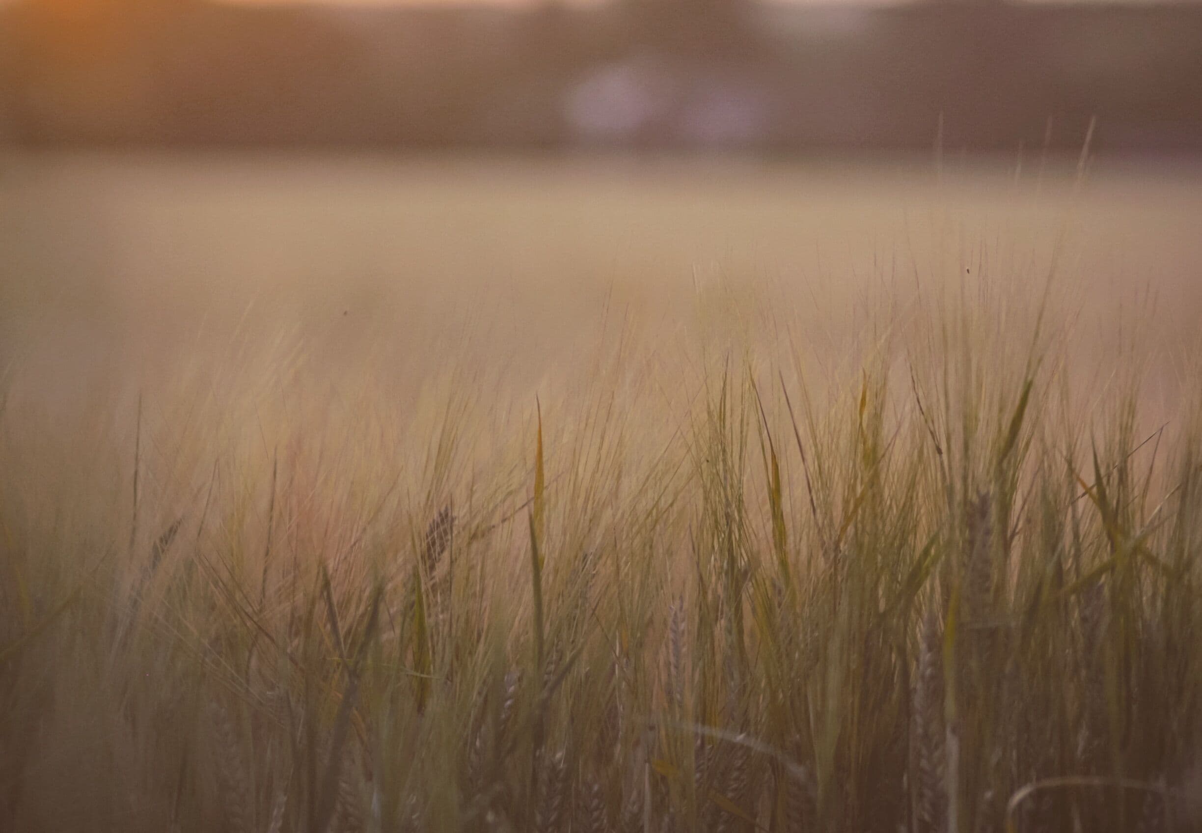 Ivinghoe is a beautiful and cool place to visit. With the scenic windmill and the bluebell fields along with spots to chill and watch the sunset. 