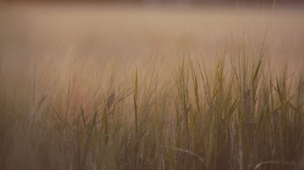 Ivinghoe is a beautiful and cool place to visit. With the scenic windmill and the bluebell fields along with spots to chill and watch the sunset.