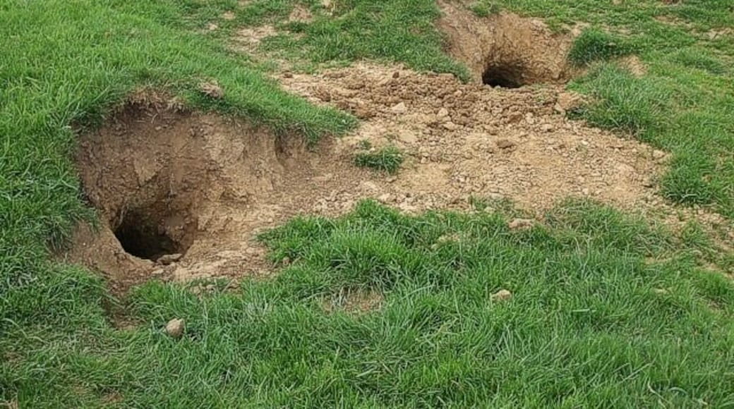 Gone to earth. Animal homes, probably fox's lairs near 465384 - if anyone can positively identify the creature who lives here, please add a note.