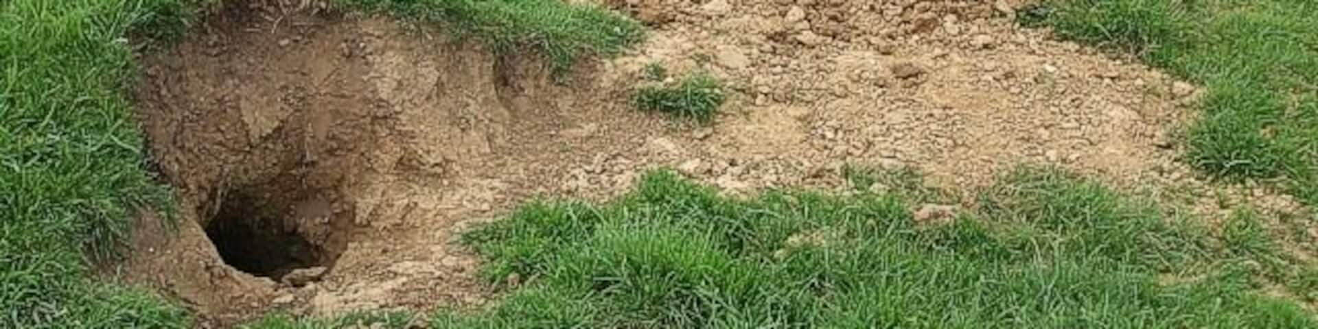 Gone to earth. Animal homes, probably fox's lairs near 465384 - if anyone can positively identify the creature who lives here, please add a note.