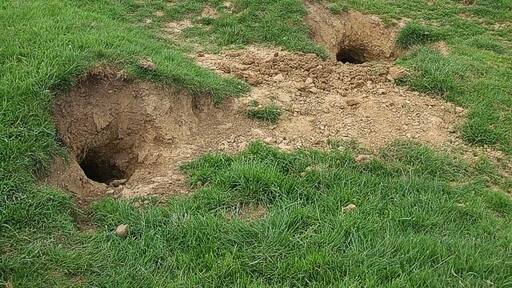 Gone to earth. Animal homes, probably fox's lairs near 465384 - if anyone can positively identify the creature who lives here, please add a note.