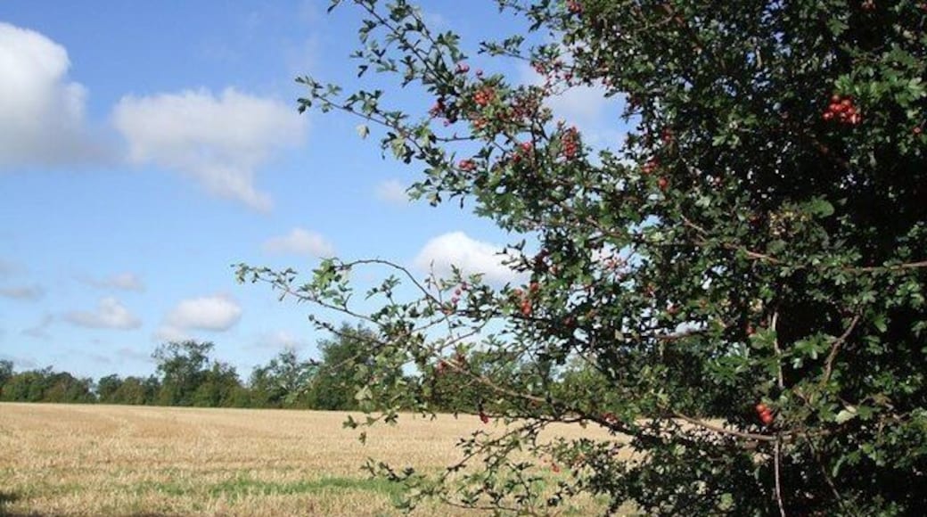 Haws in the hedge. Taken through the entrance to a field off the lane from Aston Abbotts to Cublington a little north of Brook Leas Farm. The hedgerow was full of haws, the berries of the hawthorn bushes. The field beyond looks to have been harvested already.