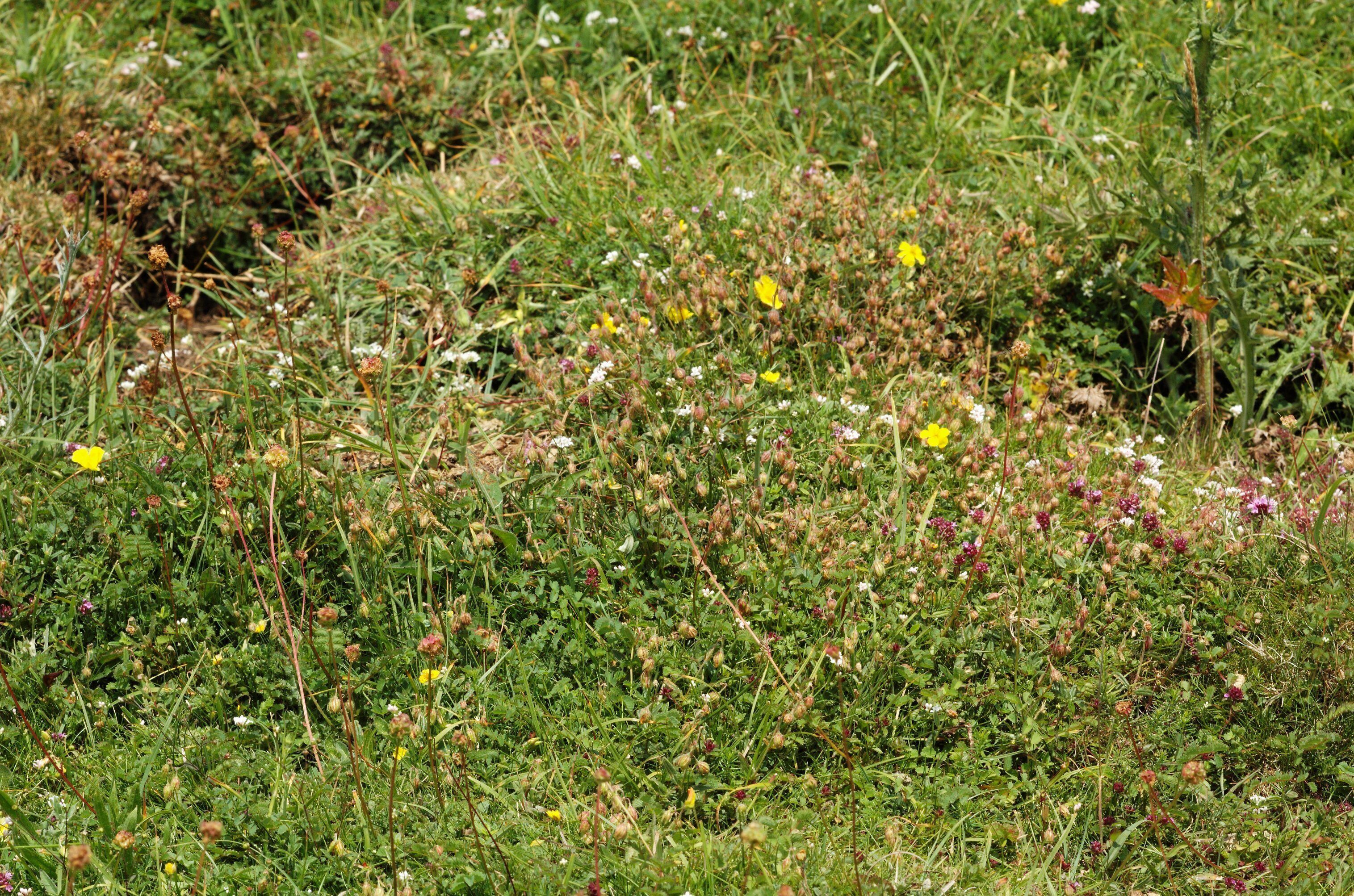 A meadow in Buckinghamshire beside the Ridgeway.
