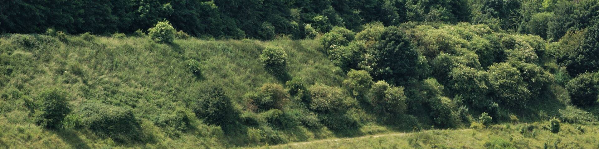 A chalk quarry lake on the Hertfordshire/Buckinghamshire boundary, seen from the Ridgeway.