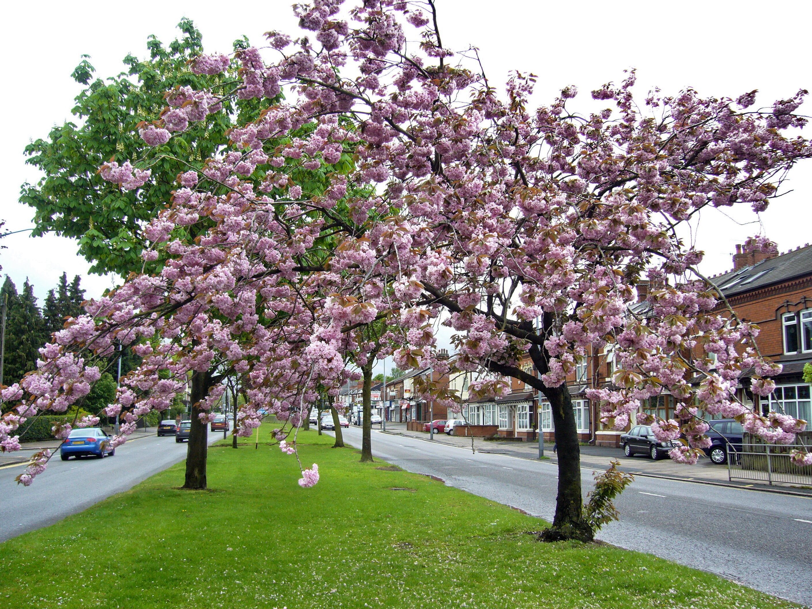 Birmingham Spring