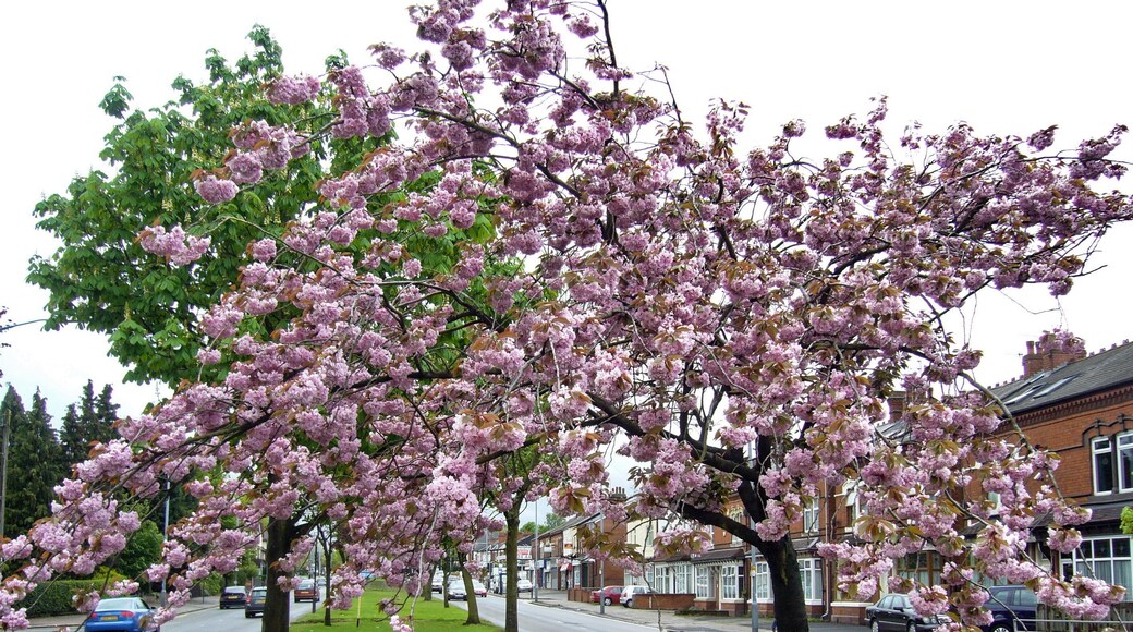 Birmingham Spring